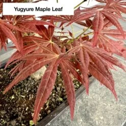 Outdoor Acer Palmatum 'Yugure' Bonsai Tree -BonsaiHub Shop Screenshot 2023 05 12 at 14.24.22