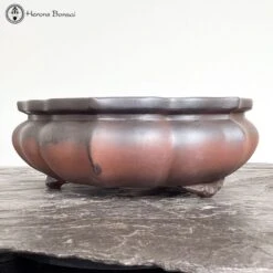 Front Page 22 Front Page -BonsaiHub Shop Screenshot 2023 05 16 at 11.39.371