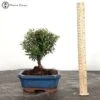 Indoors Broom Style Syzygium 'Brush Cherry' Bonsai Tree 1 Indoors Broom Style Syzygium 'Brush Cherry' Bonsai Tree -BonsaiHub Shop Screenshot 2023 05 18 at 13.22.34