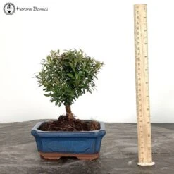 Indoors Broom Style Syzygium 'Brush Cherry' Bonsai Tree