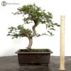 Korean Hornbeam Bonsai Tree 1 Korean Hornbeam Bonsai Tree -BonsaiHub Shop Screenshot 2023 05 25 at 13.15.411