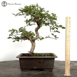 Korean Hornbeam Bonsai Tree