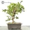 Outdoor Carpinus Turczaninowii - Korean Hornbeam Bonsai Tree 2 Outdoor Carpinus Turczaninowii - Korean Hornbeam Bonsai Tree -BonsaiHub Shop Screenshot 2023 05 26 at 13.49.471