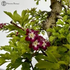 Outdoor Crataegus Cuneata Or Chinese Hawthorn Bonsai -BonsaiHub Shop Screenshot 2023 06 02 at 11.17.57