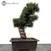 Outdoor Japanese White Pine Bonsai