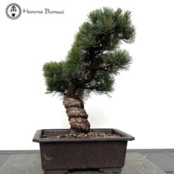 Outdoor Japanese White Pine Bonsai