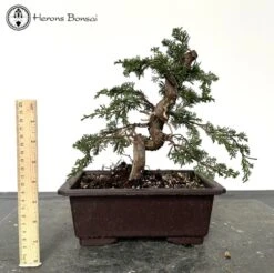 Chinese Juniper Bonsai Tree