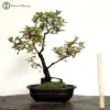 Flowering & Fruiting Elaeagnus Bonsai Tree
