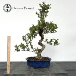 Outdoor Crataegus Cuneata Or Chinese Hawthorn Bonsai