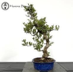 Outdoor Crataegus Cuneata Or Chinese Hawthorn Bonsai -BonsaiHub Shop Screenshot 2023 06 23 at 09.16.361