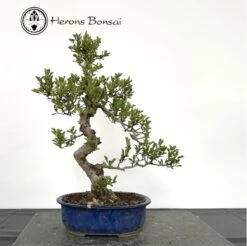Outdoor Crataegus Cuneata Or Chinese Hawthorn Bonsai -BonsaiHub Shop Screenshot 2023 06 23 at 09.17.461