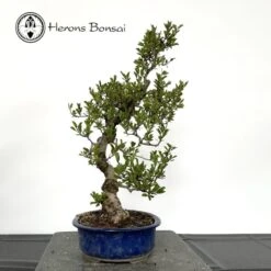Outdoor Crataegus Cuneata Or Chinese Hawthorn Bonsai -BonsaiHub Shop Screenshot 2023 06 23 at 09.18.121