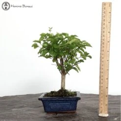 Ligustrum Sinensis 'Chinese Privet' Bonsai Tree