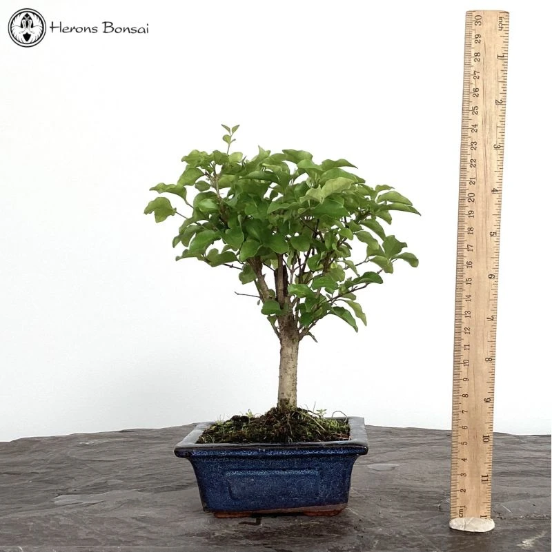 Ligustrum Sinensis 'Chinese Privet' Bonsai Tree 3 Ligustrum Sinensis 'Chinese Privet' Bonsai Tree