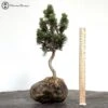 Pinus Thunbergii Kotobuki | Japanese Black Pine -BonsaiHub Shop Screenshot 2023 07 12 at 11.12.161