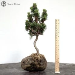 Pinus Thunbergii Kotobuki | Japanese Black Pine