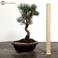 Pinus Parviflora | Japanese White Pine 5 Pinus Parviflora | Japanese White Pine -BonsaiHub Shop Screenshot 2023 07 17 at 12.21.201