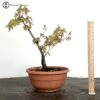 Acer Palmatum | Mountain Maple 1 Acer Palmatum | Mountain Maple -BonsaiHub Shop Screenshot 2023 07 18 at 13.41.451