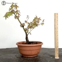 Acer Palmatum | Mountain Maple