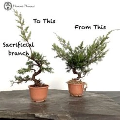 Chinese Juniper Itiogawa Bonsai Material