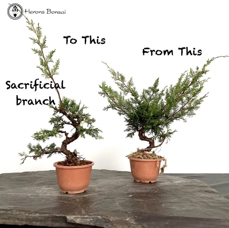 Chinese Juniper Itiogawa Bonsai Material 3 Chinese Juniper Itiogawa Bonsai Material