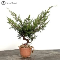 Chinese Juniper Itiogawa Bonsai Material 5 Chinese Juniper Itiogawa Bonsai Material -BonsaiHub Shop Screenshot 2023 07 19 at 14.11.341