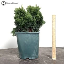 Outdoor Chamaecyparis Obtusa 'Nana Gracilis' | Hinoki Cypress Starter Tree