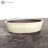 Mizutani Cream Oval Ceramic Bonsai Pot (17cm) -BonsaiHub Shop Screenshot 2023 07 21 at 10.19.431