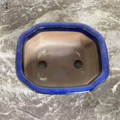 Tokoname Irregular Blue Bonsai Pot (17cm) -BonsaiHub Shop Screenshot 2023 07 21 at 11.47.211 1