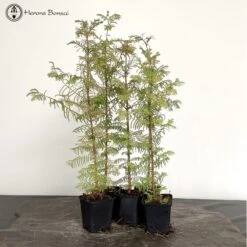 Outdoor Dawn Redwood | 5 Trees