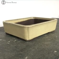 Cream Rectangle Bonsai Pot (20cm) -BonsaiHub Shop Screenshot 2023 07 27 at 13.47.071