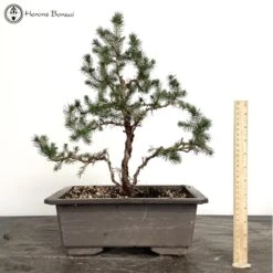 Picea Bonsai Tree