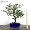 Metasequoia Glyptostroboides 'Dawn Redwood' 1 Metasequoia Glyptostroboides 'Dawn Redwood' -BonsaiHub Shop Screenshot 2023 08 01 at 09.17.29