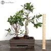 Indoor Mother & Daughter Ficus Bonsai Trees