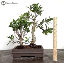 Indoor Mother & Daughter Ficus Bonsai Trees