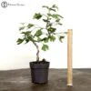 Outdoor Ginkgo Biloba Semi Trained Material -BonsaiHub Shop Screenshot 2023 08 03 at 12.43.321