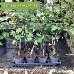Outdoor Ginkgo Biloba Semi Trained Material -BonsaiHub Shop Screenshot 2023 08 03 at 13.01.13
