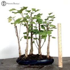 Ginkgo Biloba Forest