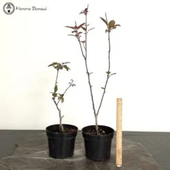 Malus Profusion | Crab Apple Starter