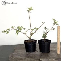 Malus Brouwers Beauty | Crab Apple Starter