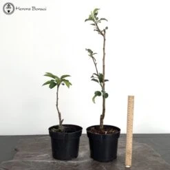 Malus White Angel | Crab Apple Starter