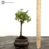 Indoor Sageretia Bonsai Tree -BonsaiHub Shop Screenshot 2023 08 16 at 09.10.081