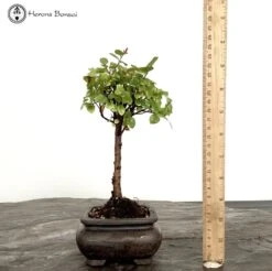 Indoor Sageretia Bonsai Tree