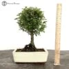 Indoor Sageretia Bonsai Tree | Broom Style -BonsaiHub Shop Screenshot 2023 08 31 at 09.54.261