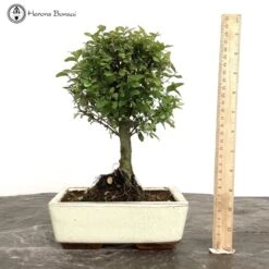 Indoor Sageretia Bonsai Tree | Broom Style