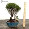Indoors Syzygium 'Brush Cherry' Bonsai Tree & Rock Landscape 1 Indoors Syzygium 'Brush Cherry' Bonsai Tree & Rock Landscape -BonsaiHub Shop Screenshot 2023 08 31 at 10.05.06