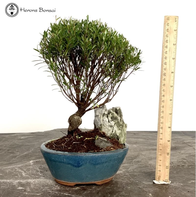 Indoors Syzygium 'Brush Cherry' Bonsai Tree & Rock Landscape 3 Indoors Syzygium 'Brush Cherry' Bonsai Tree & Rock Landscape