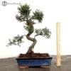 Indoors Syzygium 'Brush Cherry' Bonsai Tree