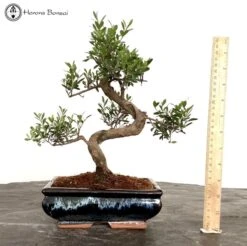 Indoors Flowering Syzygium 'Brush Cherry' Bonsai Tree S Shape