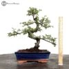 Indoor/ Outdoor Ulmus Parvifolia Chinese Elm